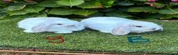Mini Lop rabbits for sale: Pure bred mini lops .both  sold . - Advert 1