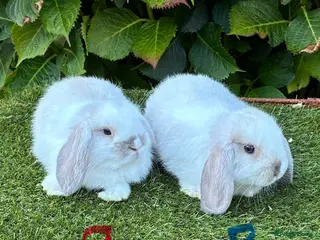 Mini Lop rabbits Pure bred mini lops .1 boy 1 girl available. - Advert 1