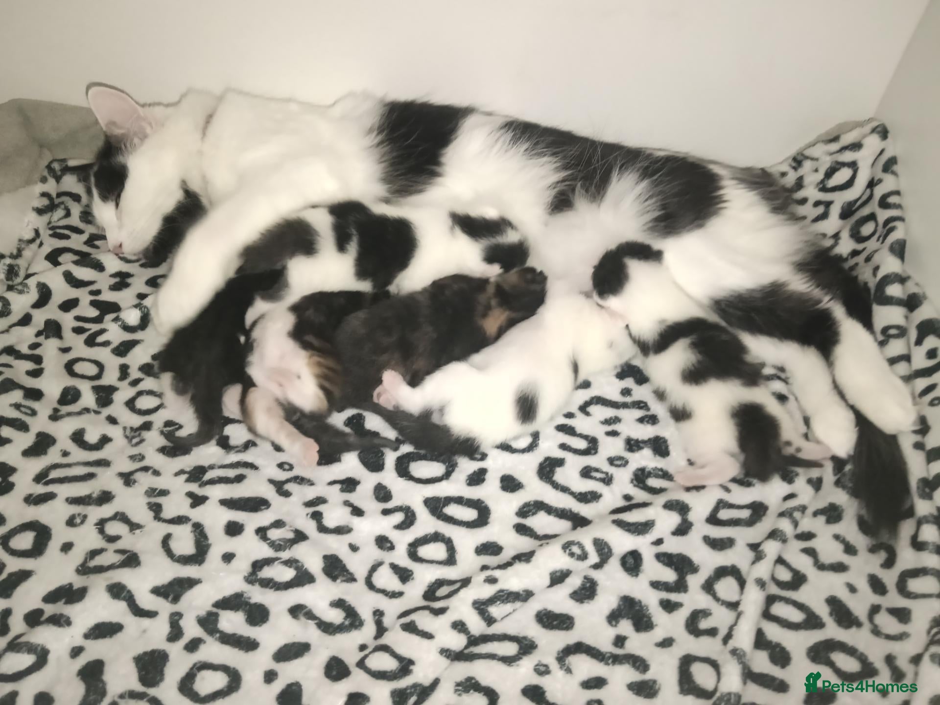 Mixed Breed cats 5 Beautiful Kittens for sale  - Advert 1