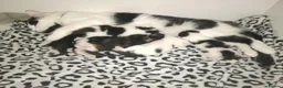 Mixed Breed cats for sale: 5 Beautiful Kittens for sale  - Advert 1
