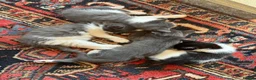 Mixed Breed cats for sale: Well-socialised Black & white female kitten  in Aberfeldy - Advert 4