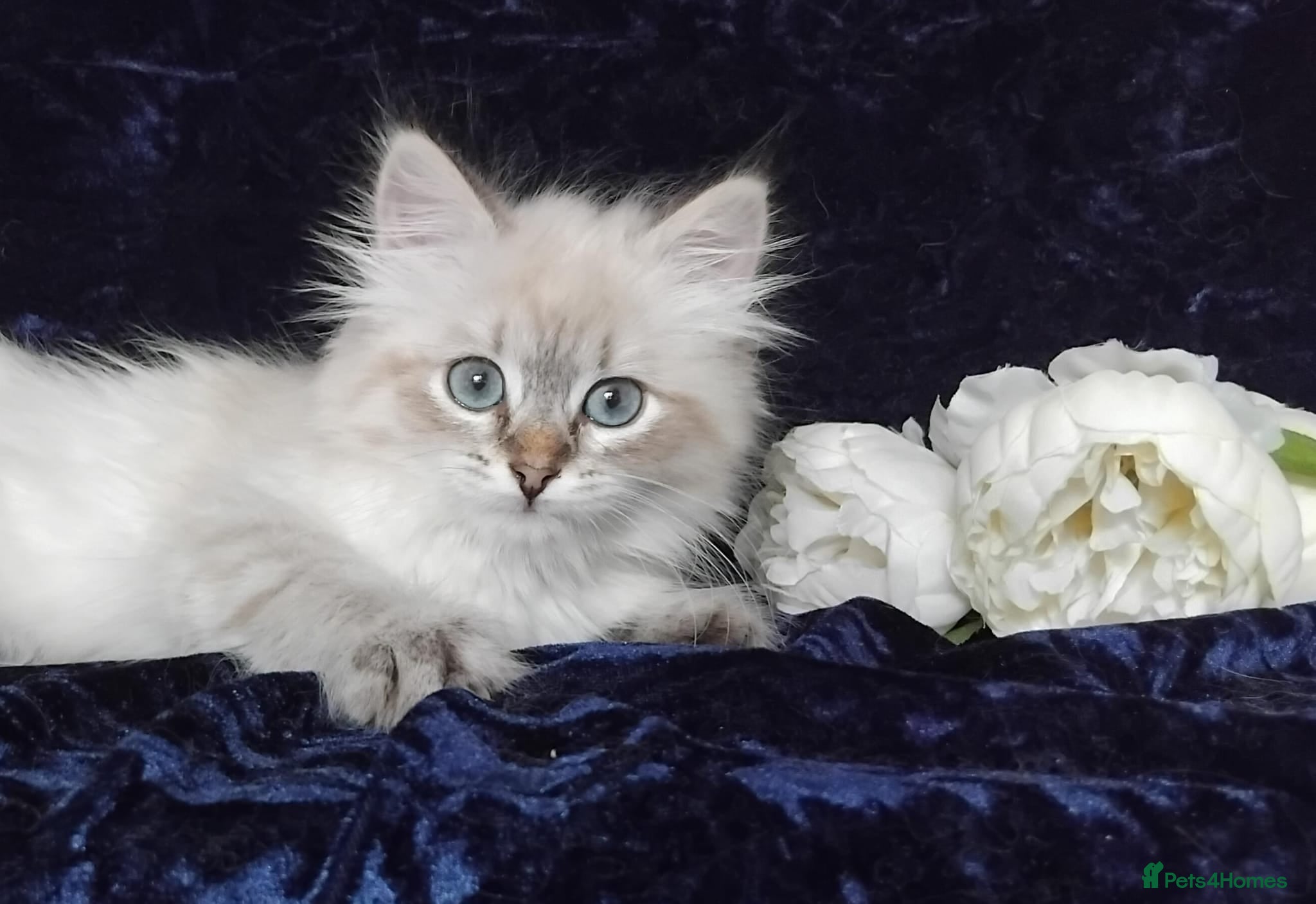 Siberian cats Siberian Kittens For Sale  - Advert 12