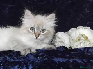 Siberian cats Siberian Kittens For Sale - Advert 12
