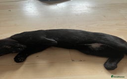 British Shorthair cats for sale: 1 Boy and 1 Girl Kitten - Image 3