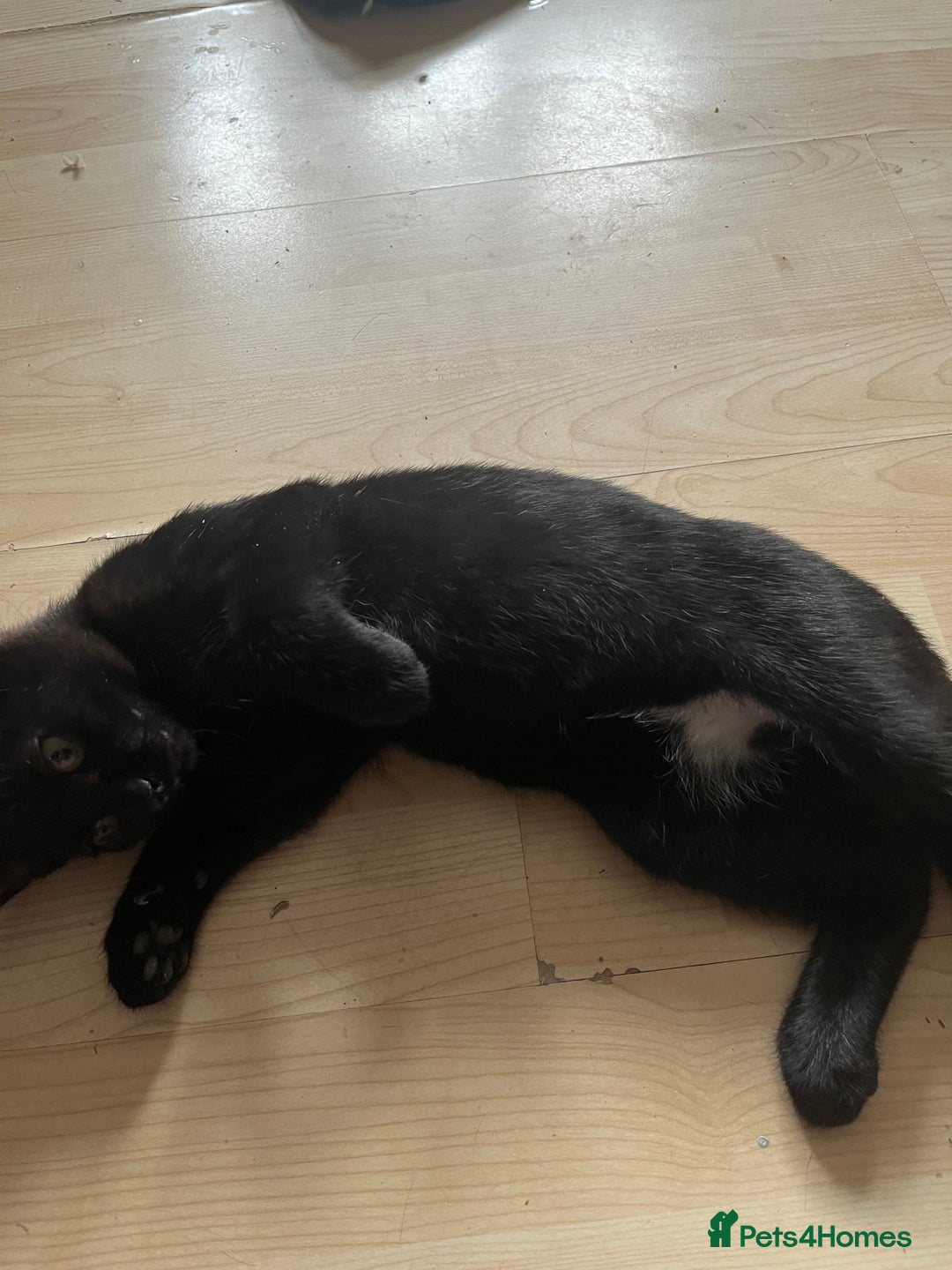British Shorthair cats for sale: 1 Boy and 1 Girl Kitten - Image 3