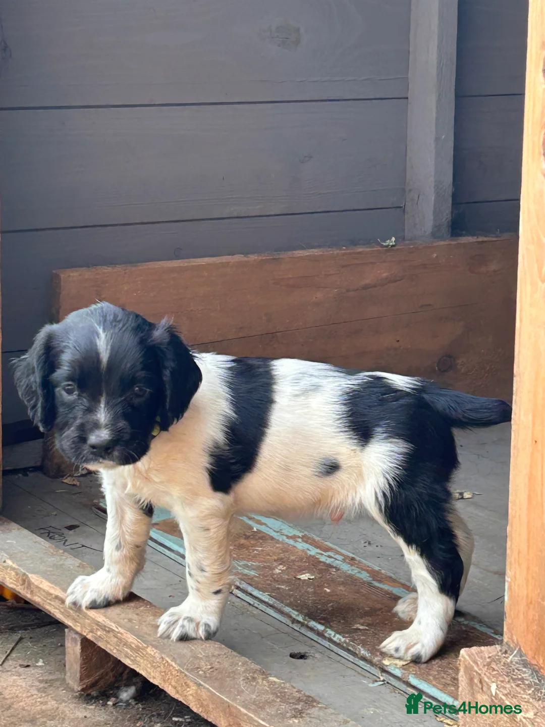 English Springer Spaniel dogs for sale: KC reg ESS pups sire OFTAW  - Advert 17