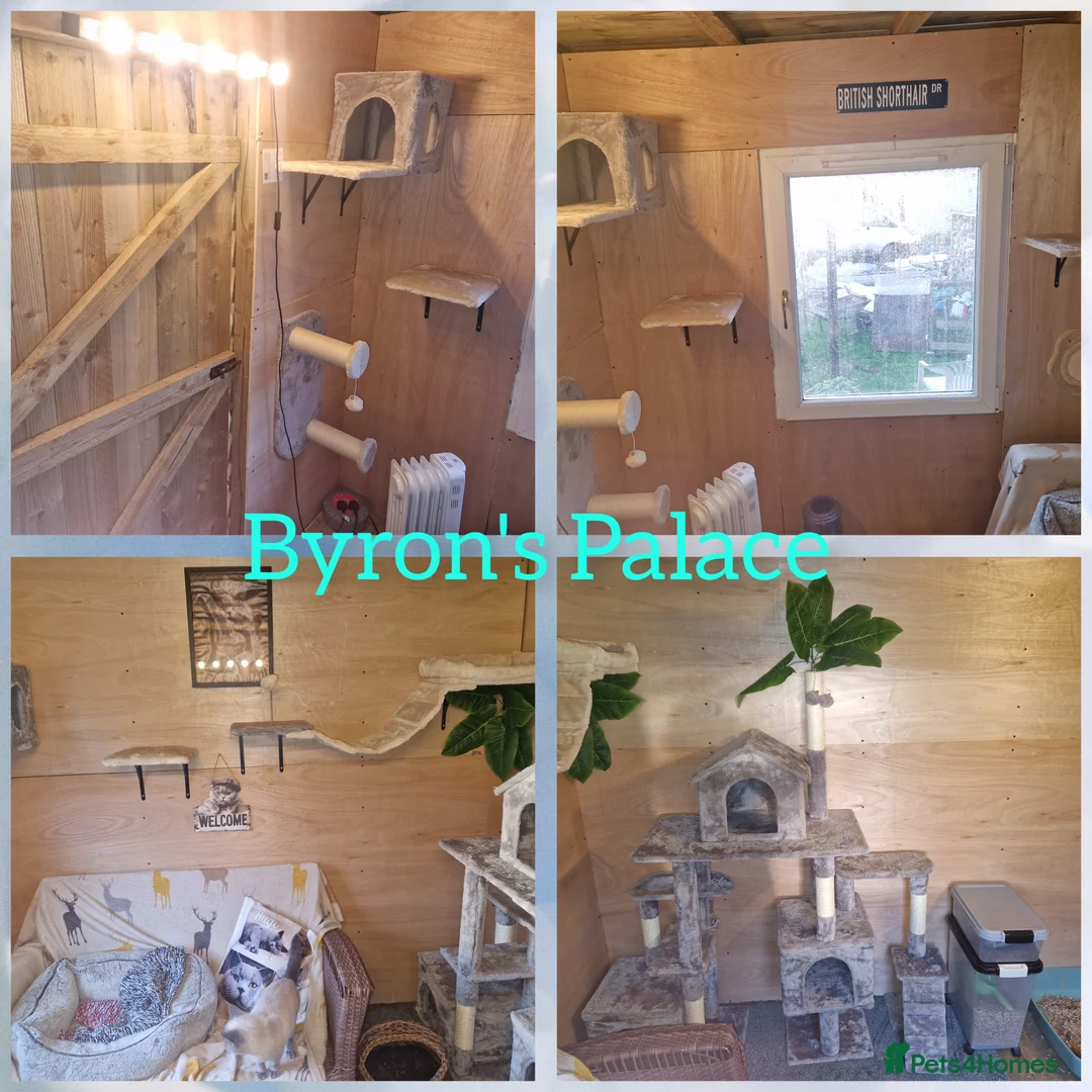 British Shorthair cats for stud: British shorthair for stud  - Advert 4