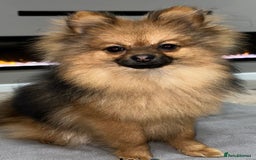 Pomeranian dogs for sale: Tiny Pomeranian puppies  - Image 10