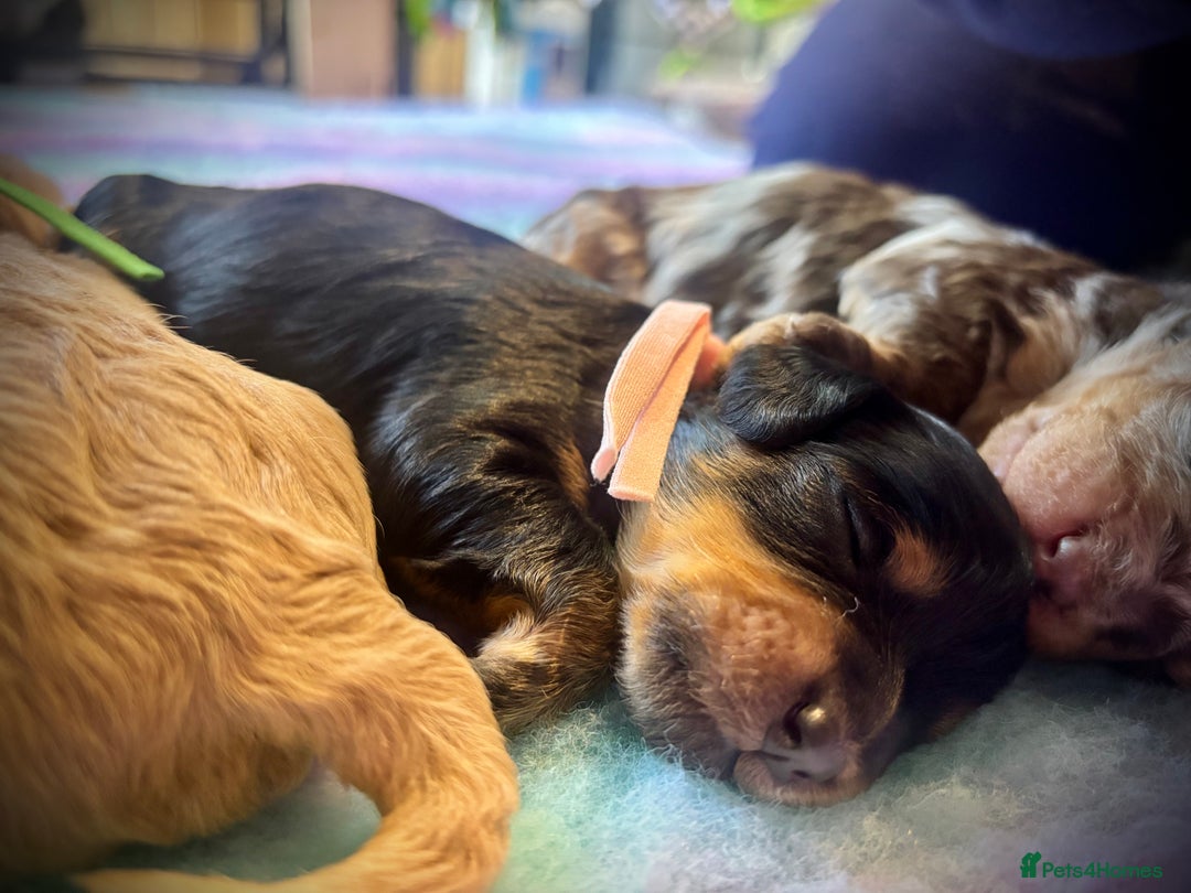 Cavapoo dogs for sale: Beautiful Black Phantom F1bb girl cavapoo - Image 6