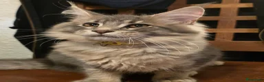 Grey Tabby Girl