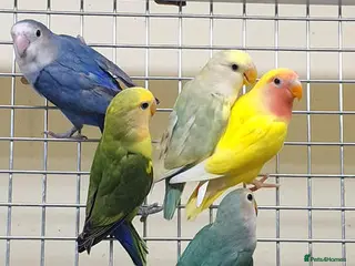 Parrots birds A Splash of Color with a Voice to Match - Advert 2