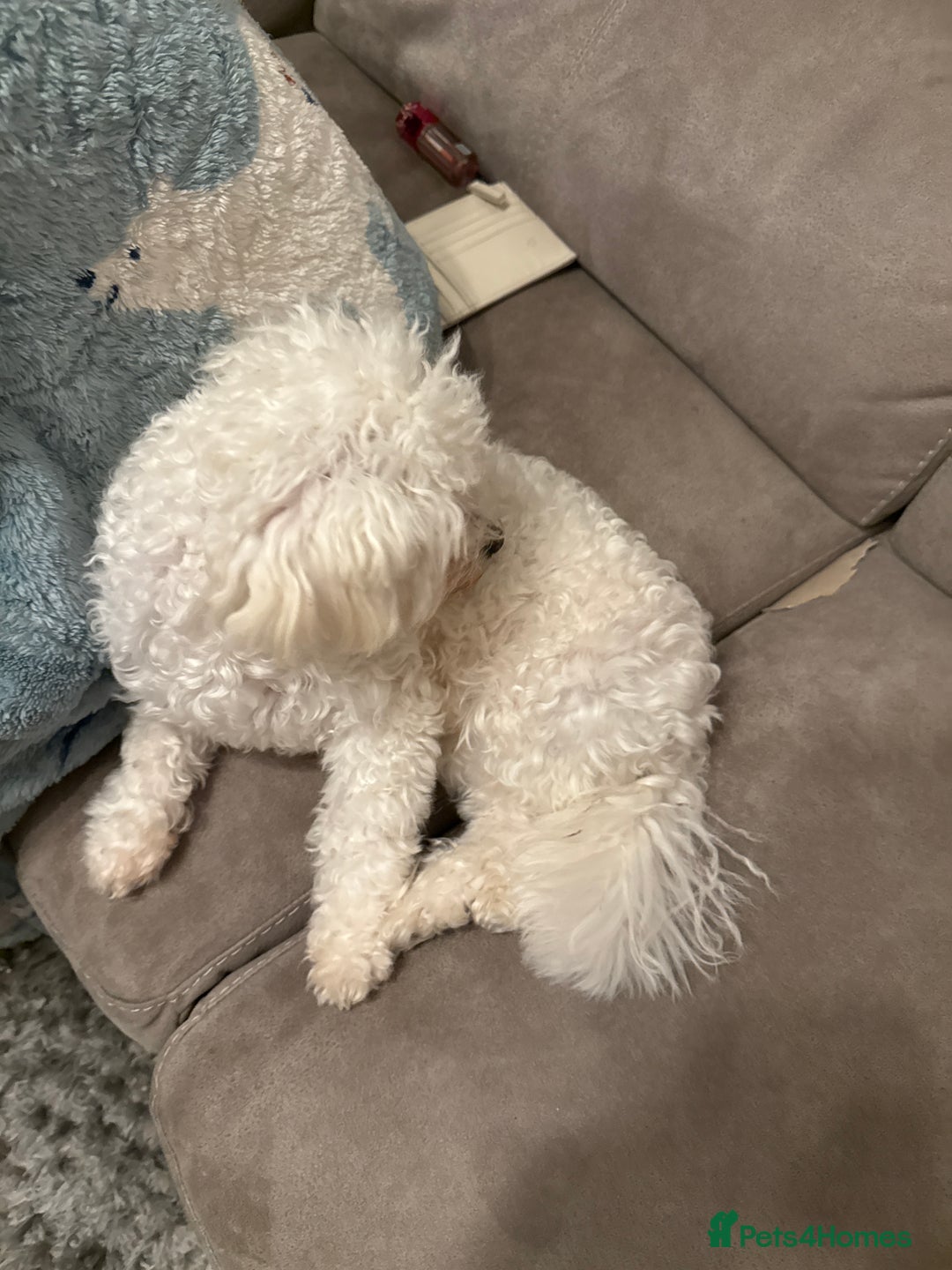 Poochon dogs for sale: Bianca - Image 3