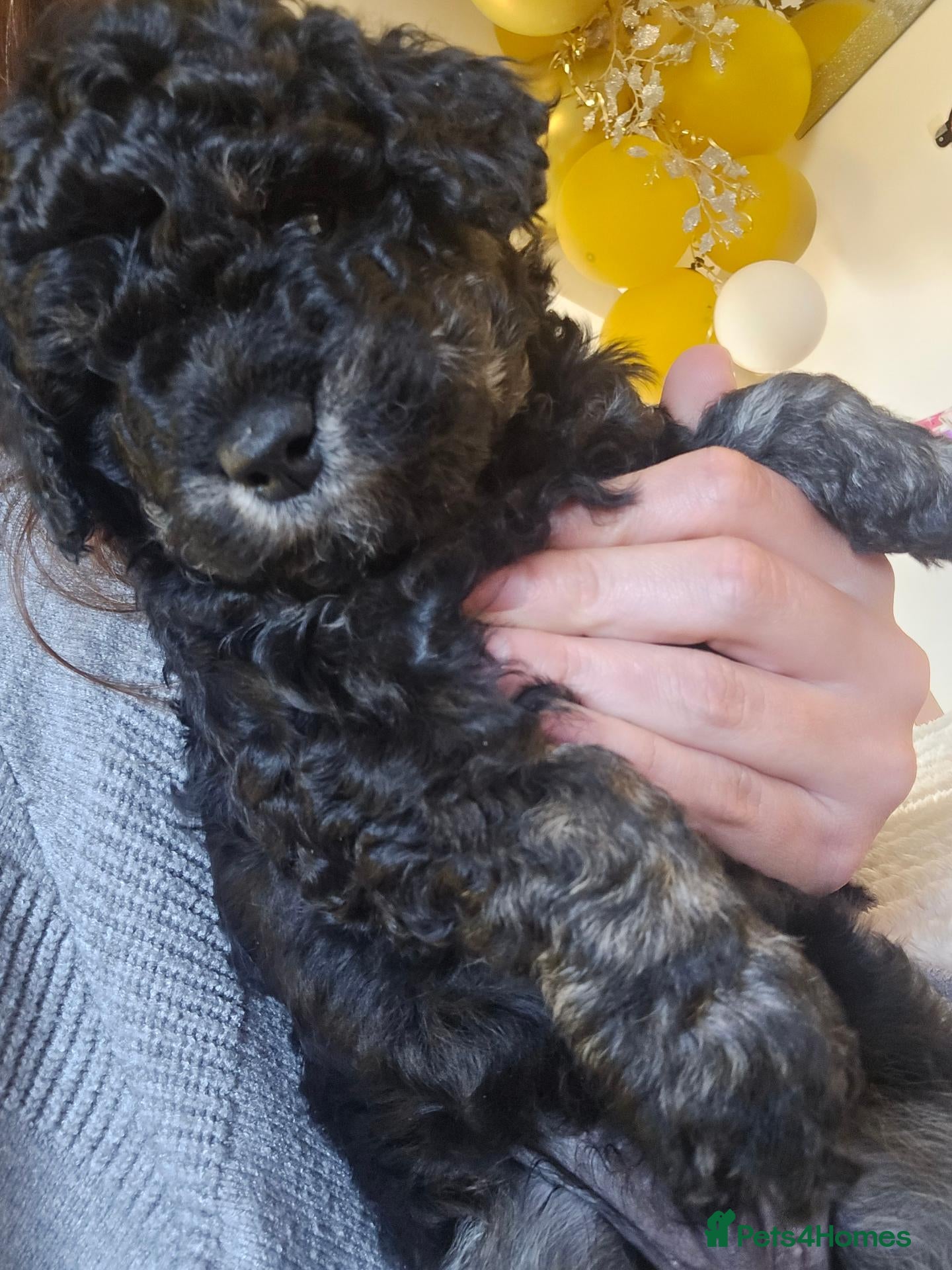 Bernedoodle dogs Mini Bernedoodles  - Advert 2