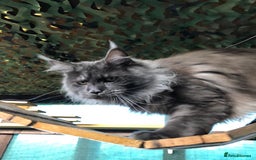 Maine Coon cats for stud: Stud Gccf duel Tica active blue smoke  in Grantham - Image 11