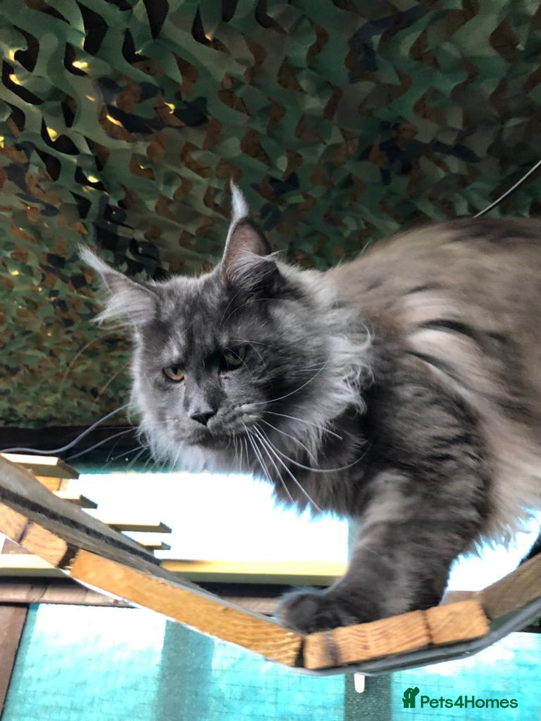 Maine Coon cats for stud: Stud Gccf duel Tica active blue smoke  in Grantham - Image 11