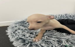Italian Greyhound dogs for sale:  Italian Greyhound Puppies – Ready 6th October ✨ - Image 4