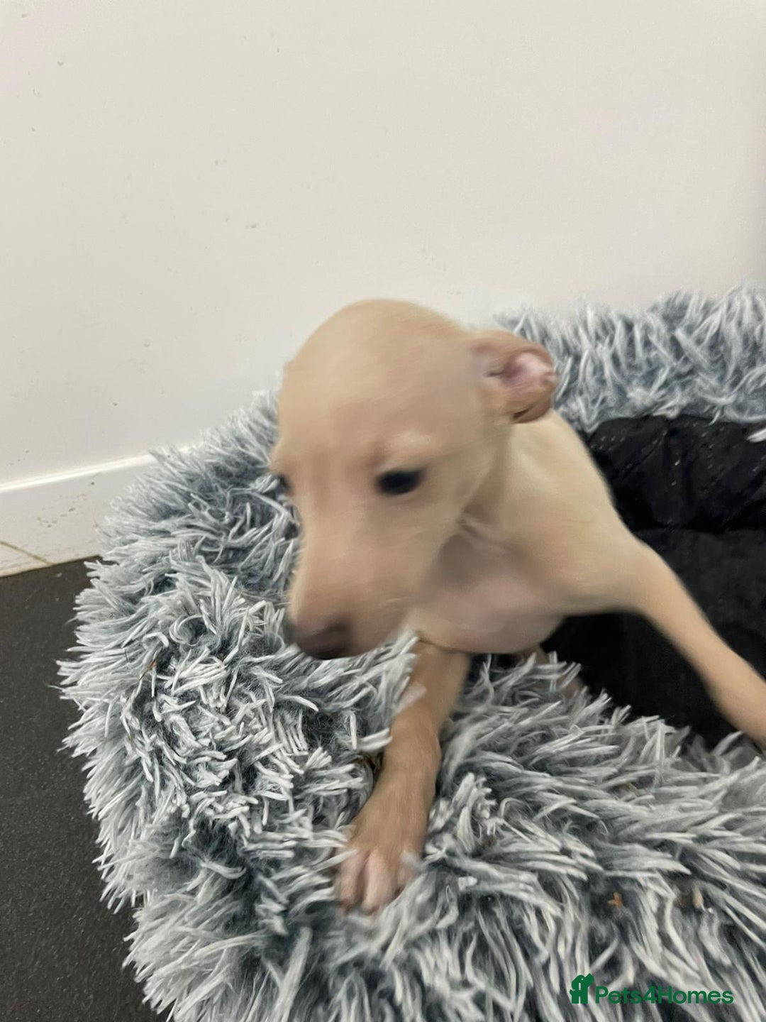 Italian Greyhound dogs for sale:  Italian Greyhound Puppies – Ready 6th October ✨ - Image 4
