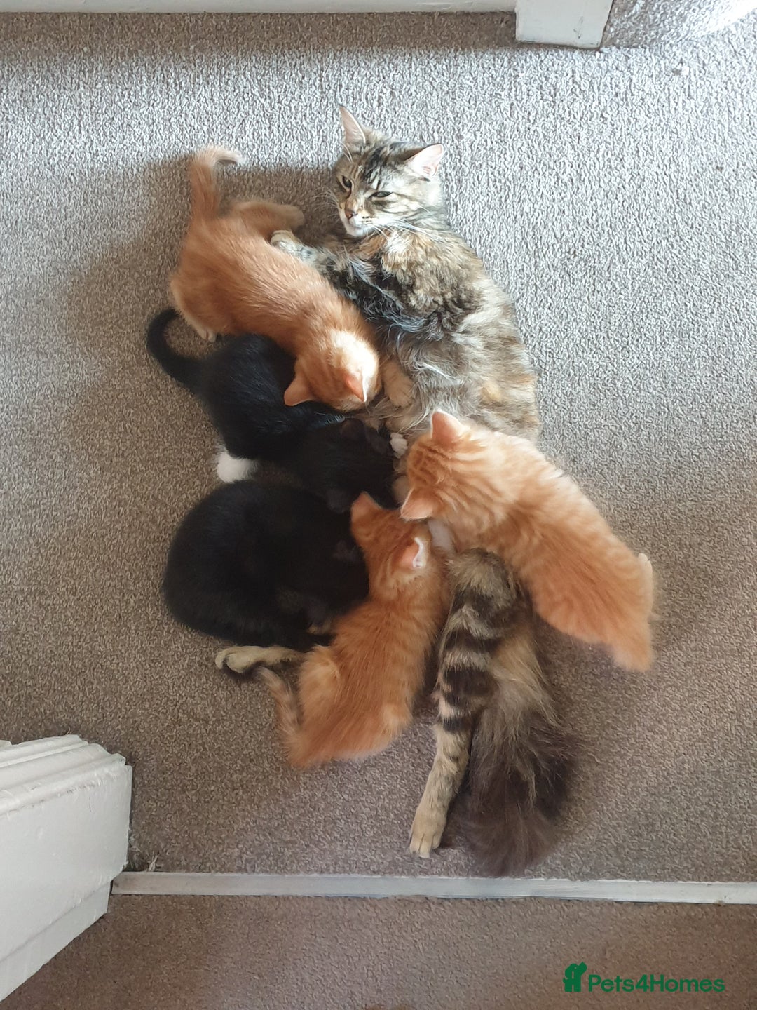 Mixed Breed cats for sale: Adorable kitten for sale - Image 9