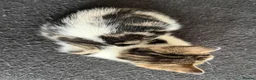 Mixed Breed cats for sale: Beautiful kittens  - Advert 7