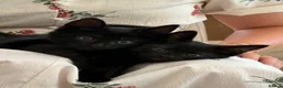 Mixed Breed cats for sale: Kittens  - Advert 1