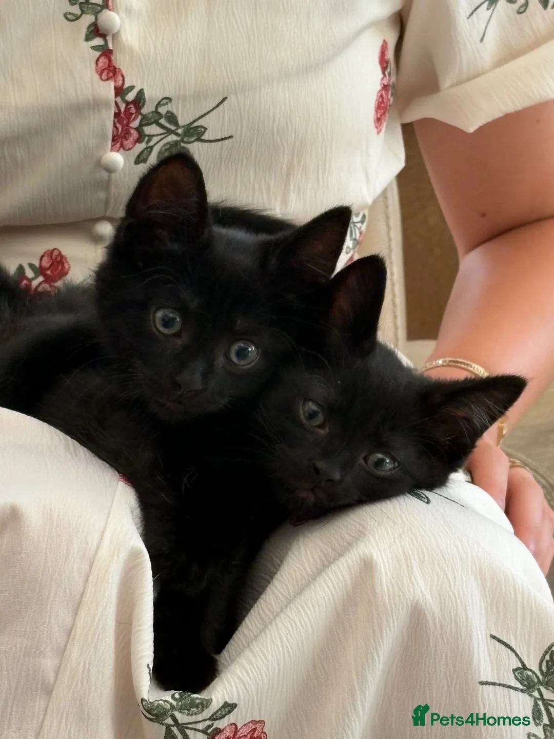 Mixed Breed cats for sale: Kittens  - Advert 1