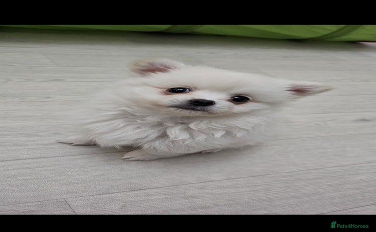 Pomchi dogs - Advert 1