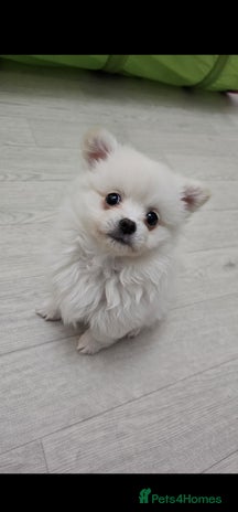 Pomchi dogs - Advert 1