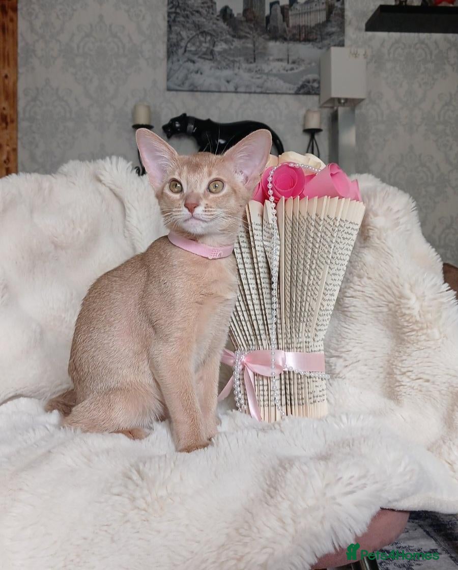 Abyssinian cats Beautiful Abyssinian Kittens  - Advert 5