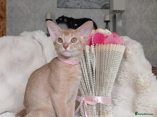 Abyssinian cats Beautiful Abyssinian Kittens - Advert 10