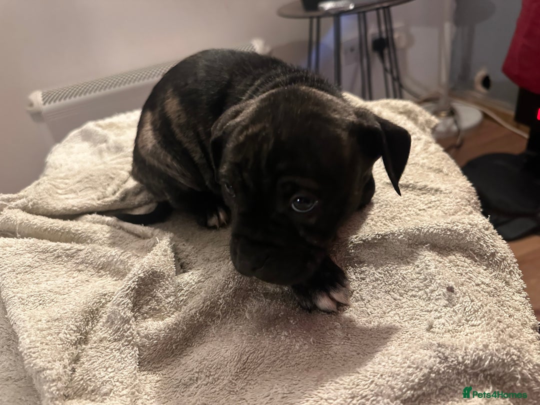 Mixed Breed dogs for sale: Beautiful staffy puppies looking for forever home  - Advert 2