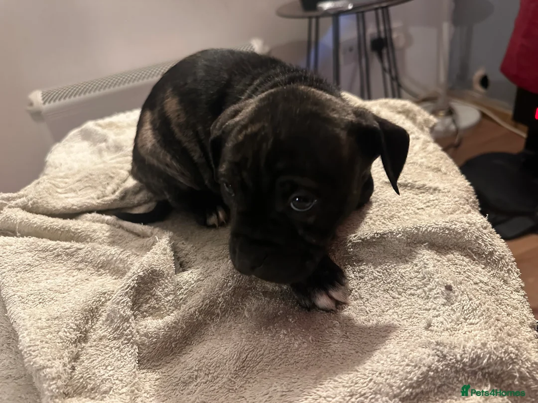 Mixed Breed dogs for sale: Beautiful staffy puppies looking for forever home  - Advert 2