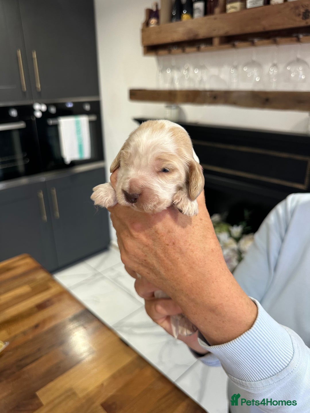 Cocker Spaniel dogs for sale: English show spaniels for sale - Image 3