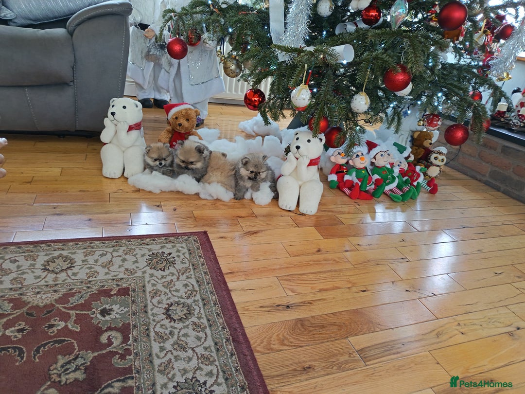 Pomeranian dogs for sale: 2 POMERANIAN PUPPIES FOR SALE - 1 girl and 1 boy - Advert 15