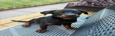 Rottweiler Puppy 1