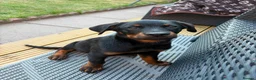 Rottweiler dogs for sale: Rottweiler puppies still available  - Advert 13