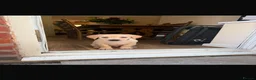 Goldador dogs for sale: GOLDEN LAB RETRIEVER in Birmingham - Advert 7