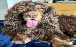 Cocker Spaniel dogs for sale: Expecting a Stunning Show Cocker Spaniel litter - Image 3