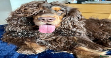 Cocker Spaniel dogs - Advert 11