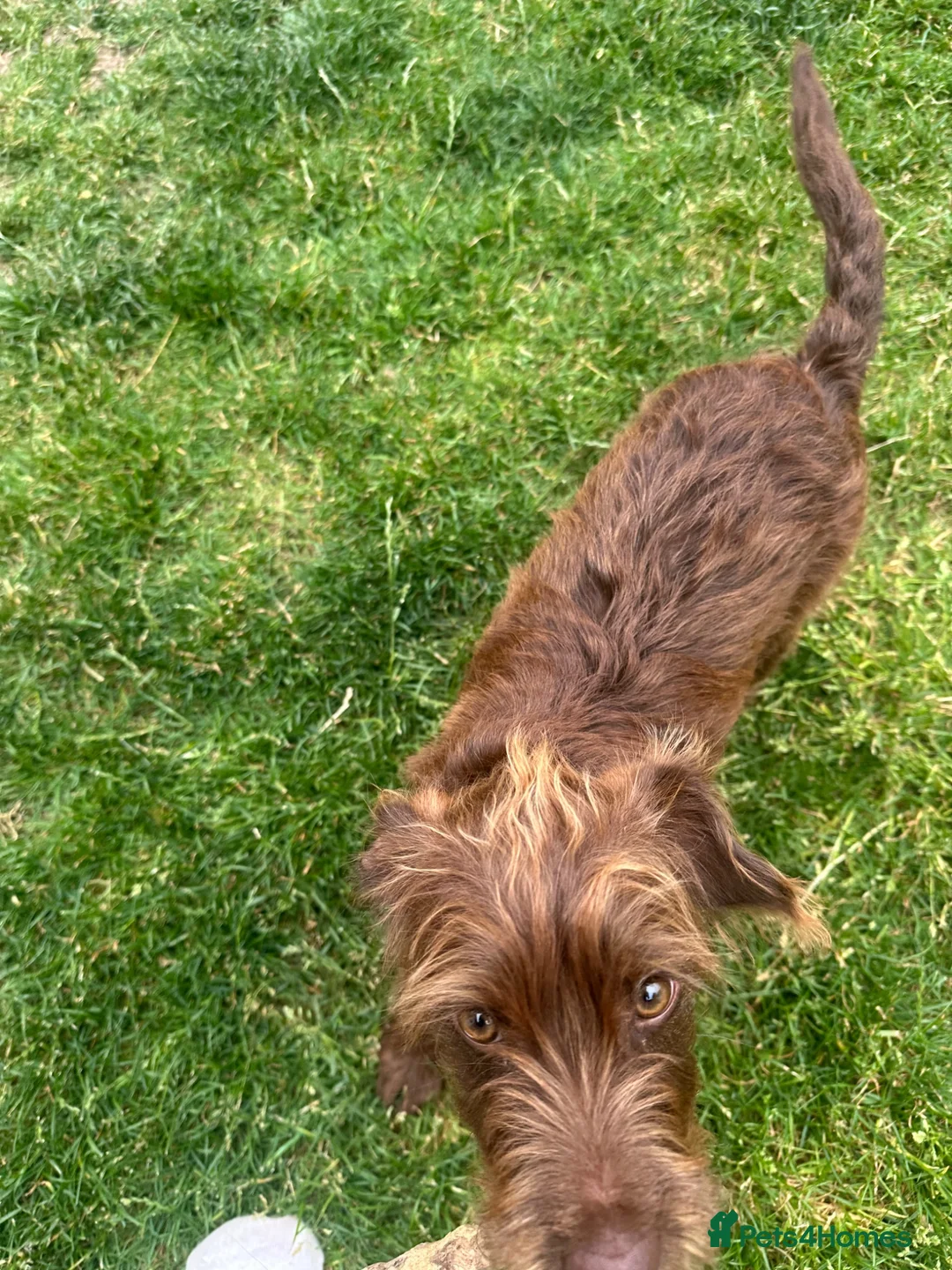Mixed Breed dogs for sale: 4 month Patterdale Terrier Cross - Advert 2
