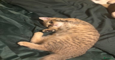 British Shorthair cats - Advert 9