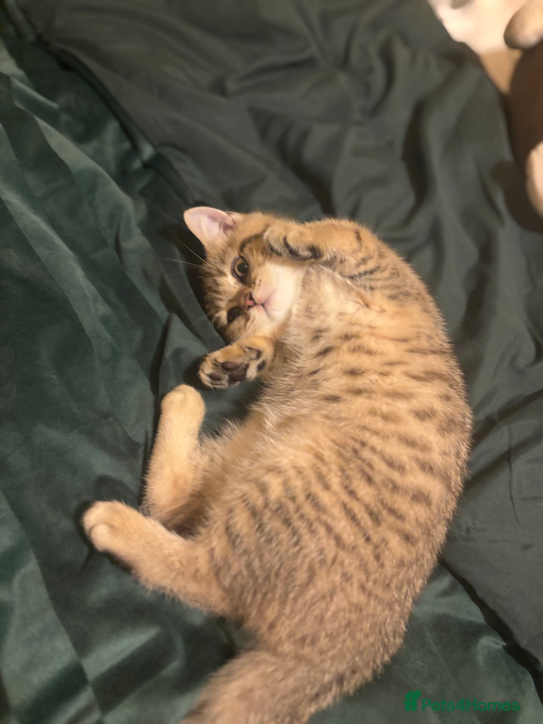 British Shorthair cats for sale: 🐾 Last British Shorthair Golden Tabby - Female 🐾 - Image 2