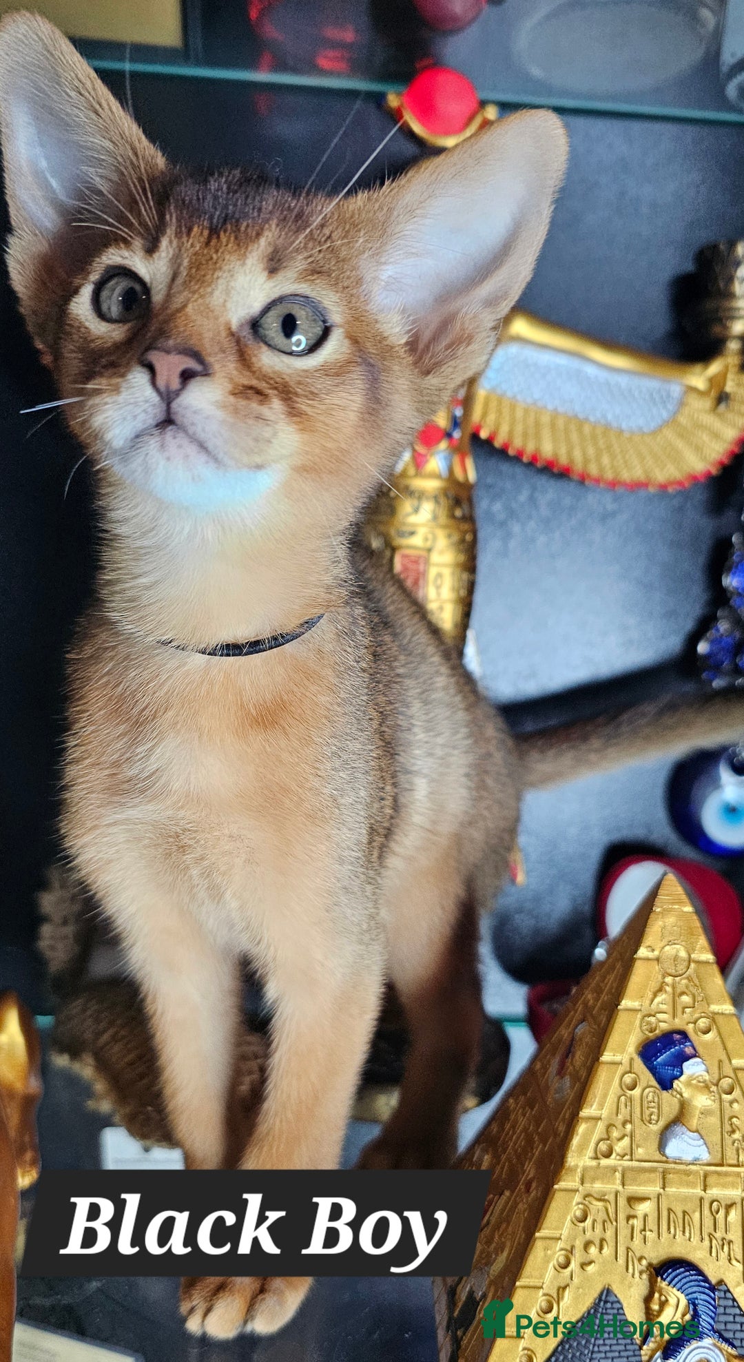 Abyssinian cats for sale: 4 Abyssinian kittens for sale - Advert 22