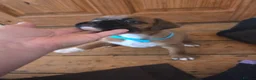 Boxer dogs for sale: KC Reg Boxer Puppies  - Advert 8