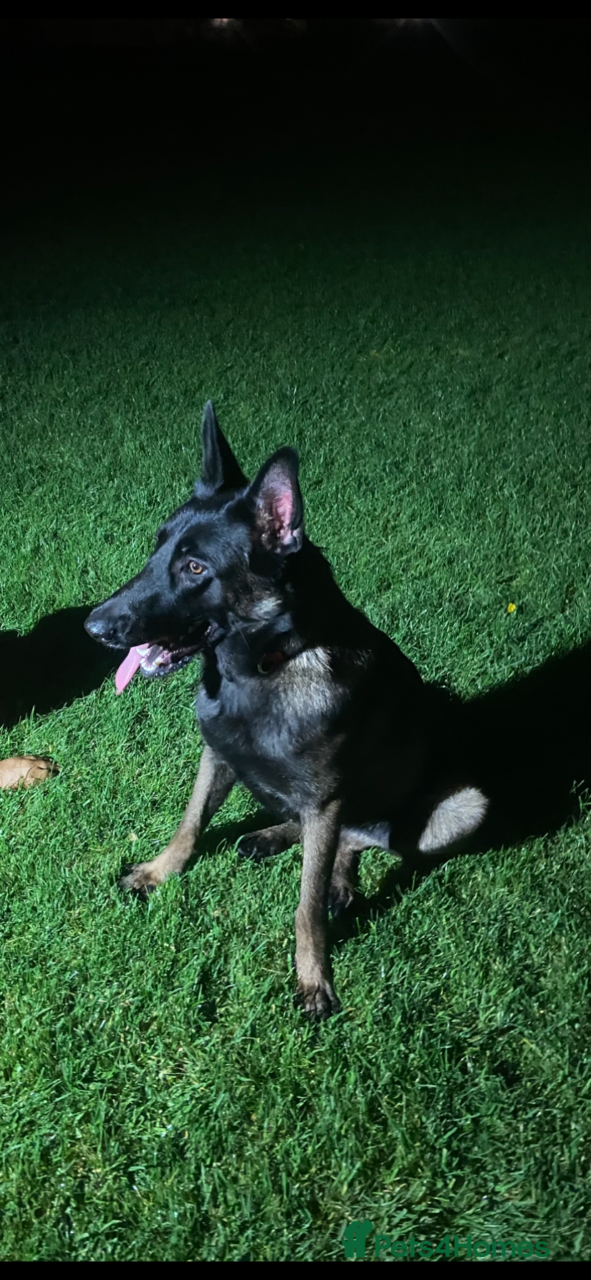 Mixed Breed dogs Belgian Mali x German shepherd  - Advert 3