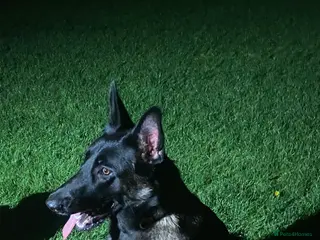 Mixed Breed dogs Belgian Mali x German shepherd - Advert 2