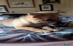 Mixed Breed dogs for sale: 1 girl and 1 boy available now  in London - Image 7