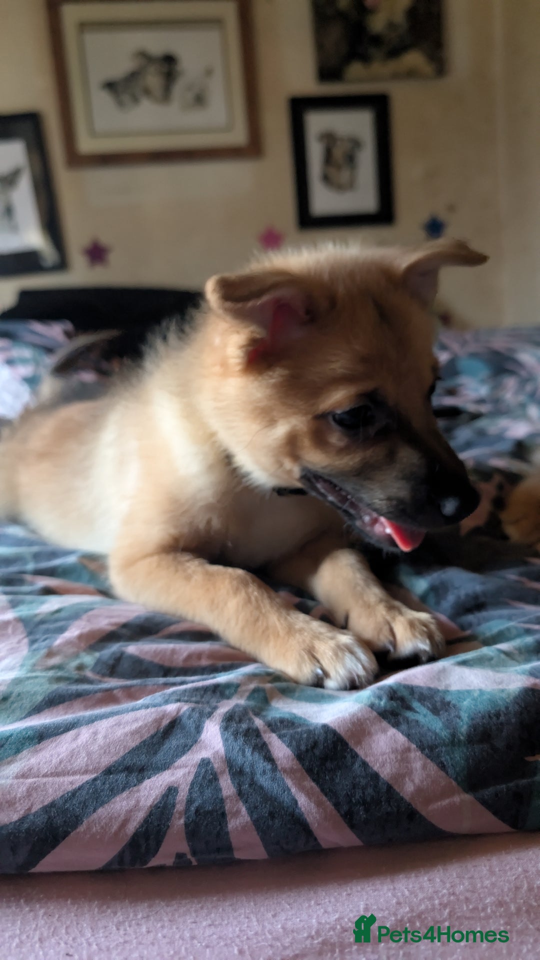 Mixed Breed dogs for sale: 1 girl and 1 boy available now  in London - Image 7