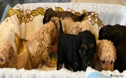 Shihpoo dogs for sale: beautiful shihpoo litter - Image 19