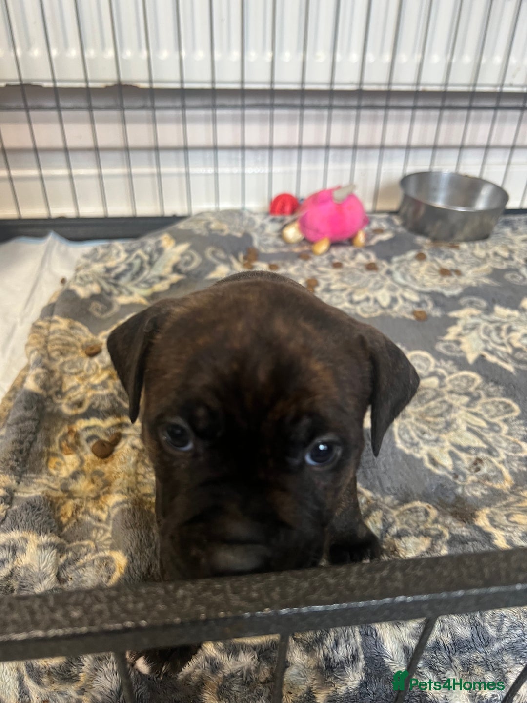 Staffordshire Bull Terrier dogs for sale: 4 Staffordshire bull terrier puppies  - Advert 6