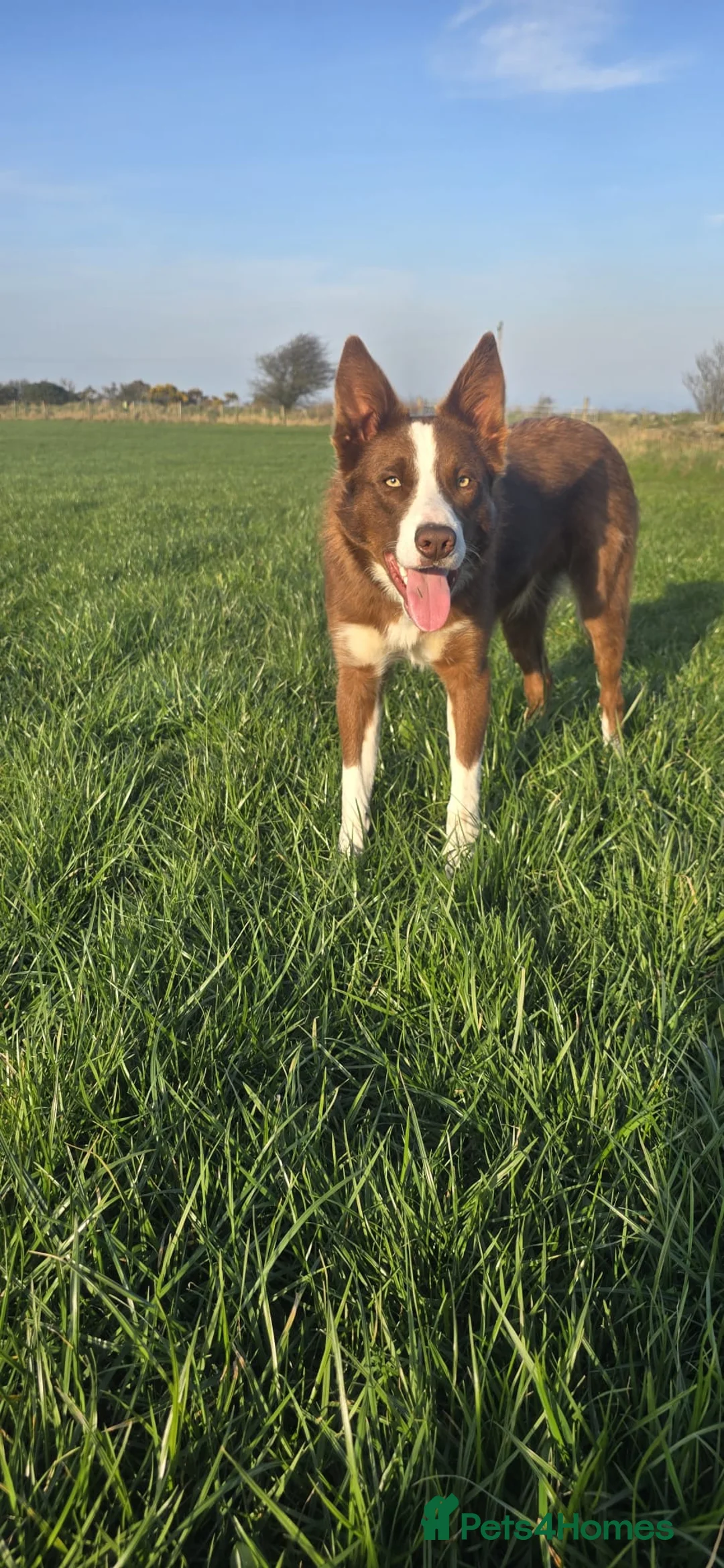 Border Collie dogs for sale: Fenn - Male border Collie  - Advert 2